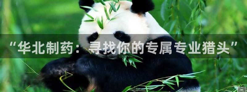 九游会老哥俱乐部社区论坛：“华北制药：寻找你的专属专业猎头”