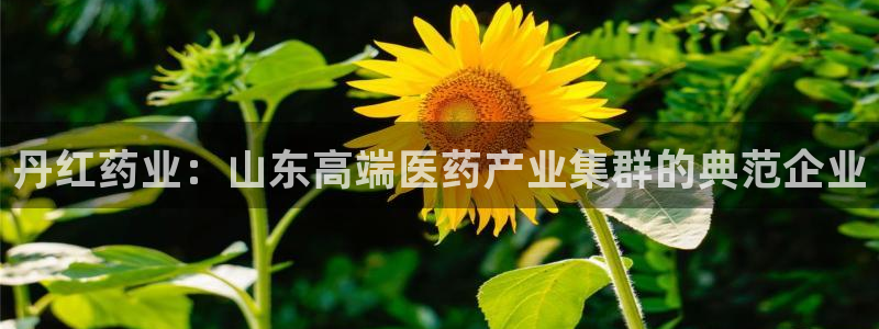 九游会老哥必备的交流社区九:丹红药业:山东高端医药产业集群的